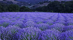 Lavender with Fog